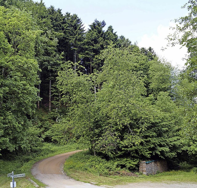 Badenweilers Wald &#8211; hier ein Bli...en auch in Zukunft genug Bume nach.    | Foto: Silke Hartenstein