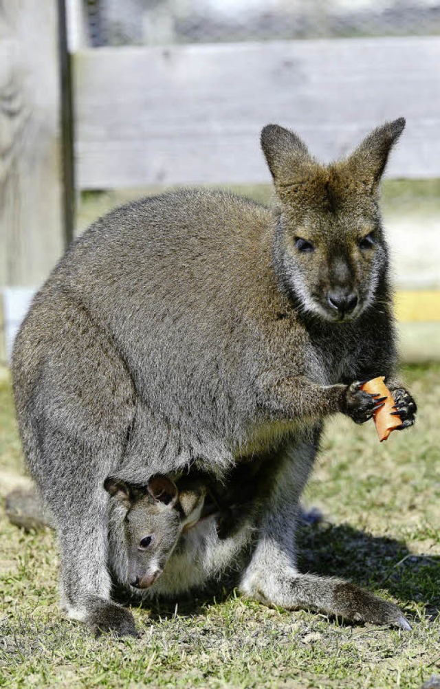 Knguru-Mama Skippy mit Baby im Beutel.   | Foto: Ingo Schneider