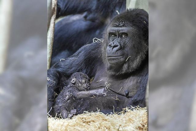 Gorilla-Baby im Basler Zoo