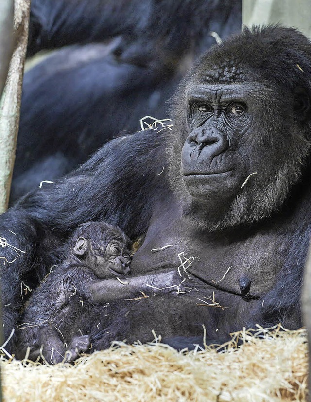 Gorilla-Mama Joas will mit ihrem gerad...y noch etwas in Ruhe gelassen werden.   | Foto: Zoo Basel/Torben Weber