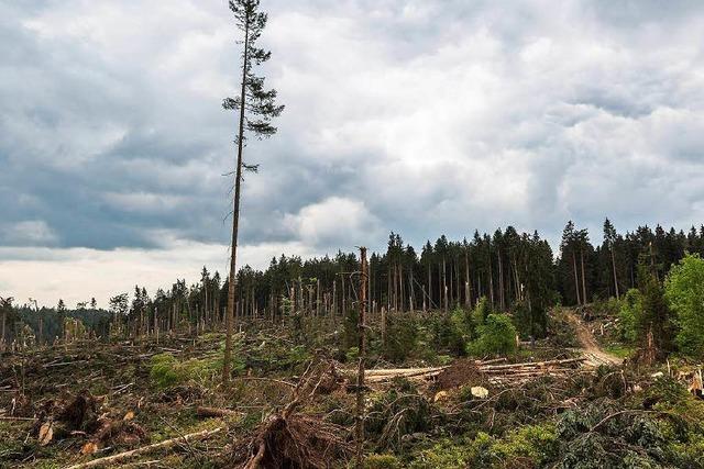 Fotos: Tornado bei Bonndorf – die Verwstungen im Wald