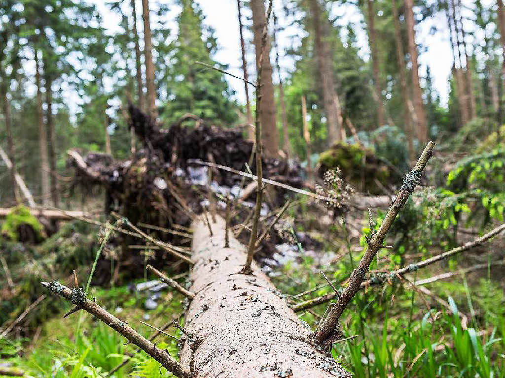 Bei Bonndorf hat der Tornado am 13. Mai 2015 seine gewaltigen Spuren im Wald hinterlassen.