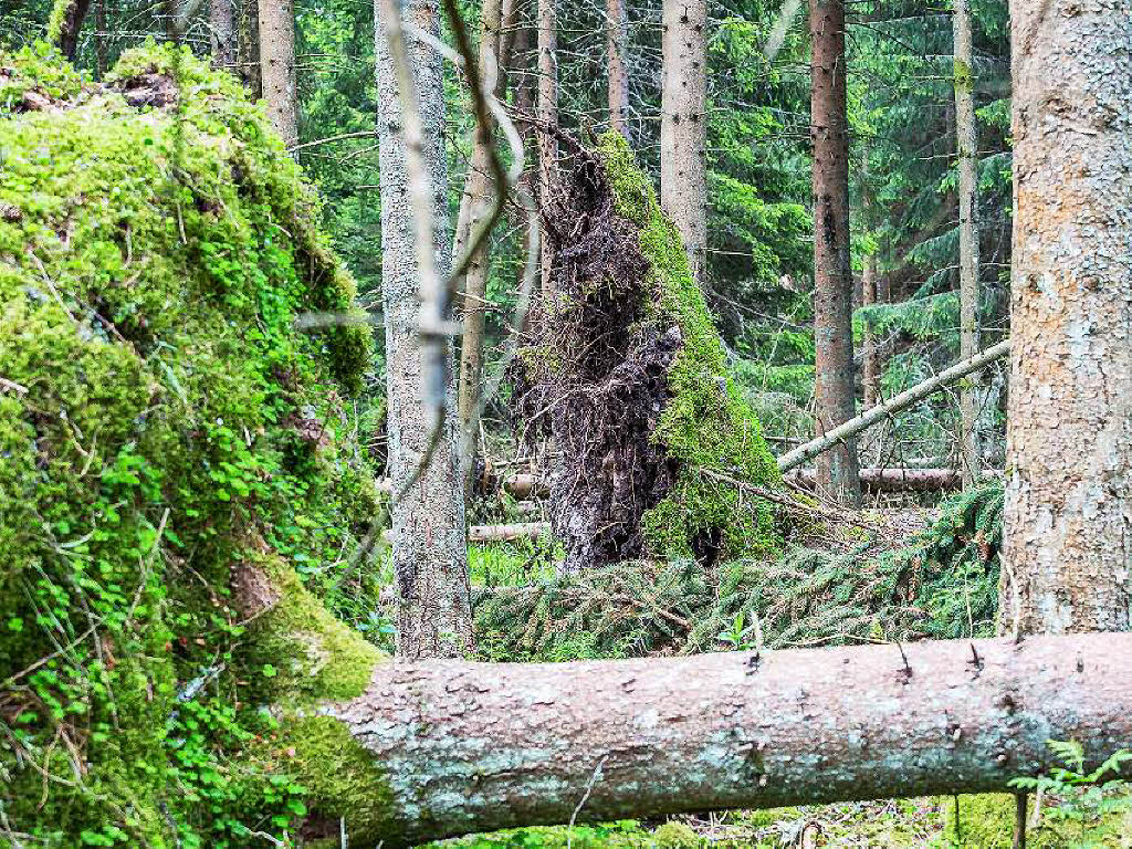 Bei Bonndorf hat der Tornado am 13. Mai 2015 seine gewaltigen Spuren im Wald hinterlassen.