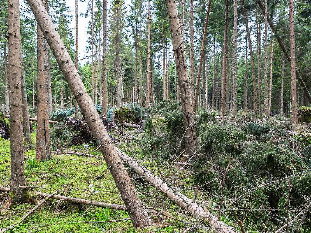 Bei Bonndorf hat der Tornado am 13. Mai 2015 seine gewaltigen Spuren im Wald hinterlassen.