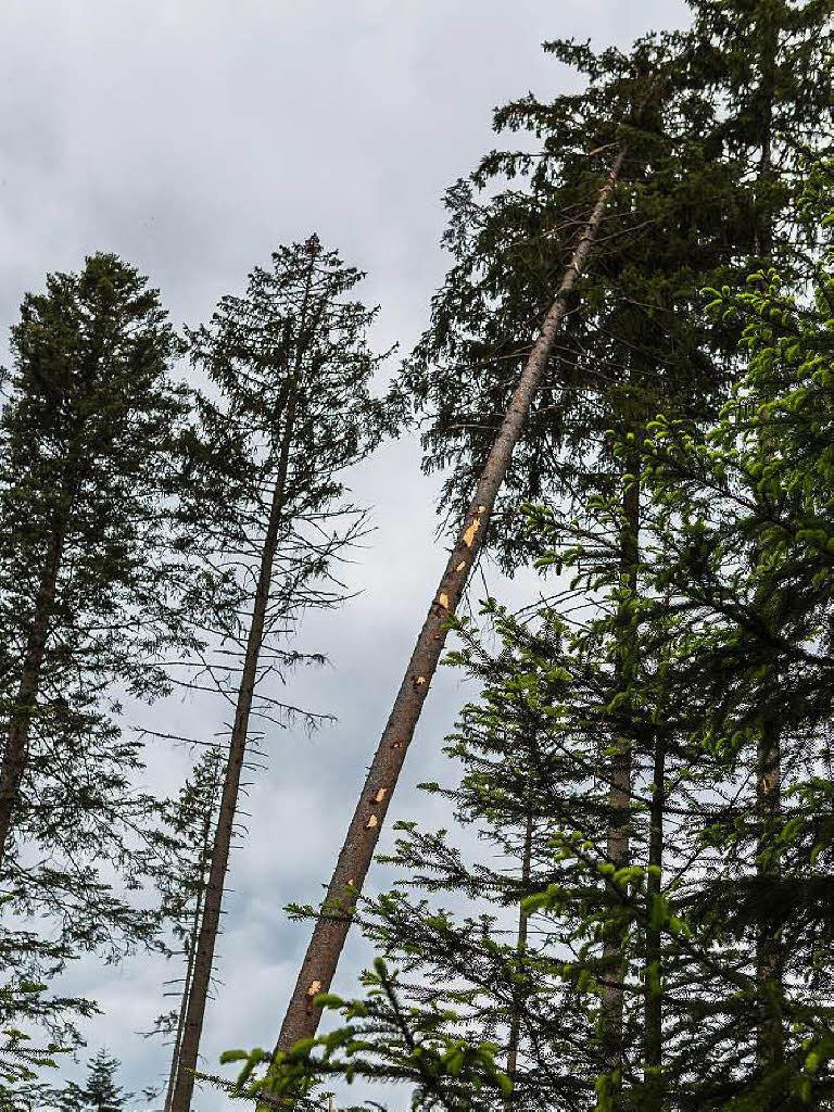 Bei Bonndorf hat der Tornado am 13. Mai 2015 seine gewaltigen Spuren im Wald hinterlassen.