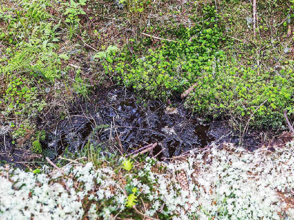 Bei Bonndorf hat der Tornado am 13. Mai 2015 seine gewaltigen Spuren im Wald hinterlassen.