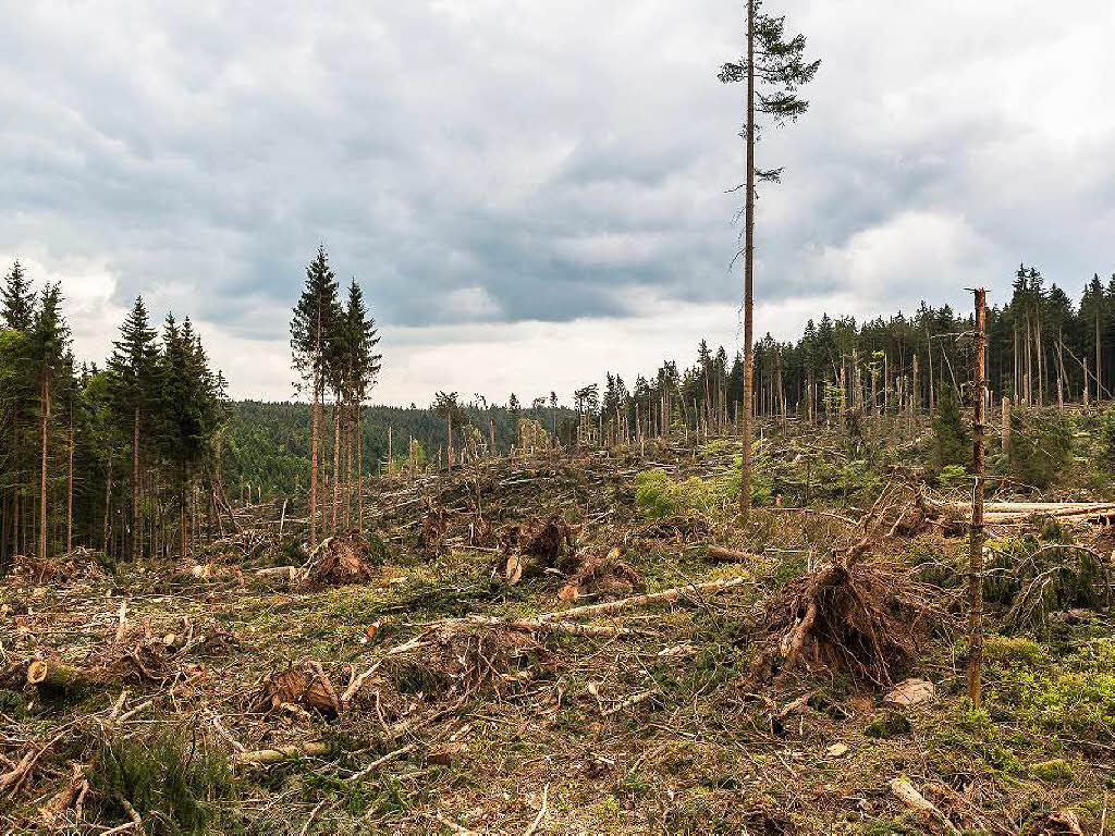 Bei Bonndorf hat der Tornado am 13. Mai 2015 seine gewaltigen Spuren im Wald hinterlassen.