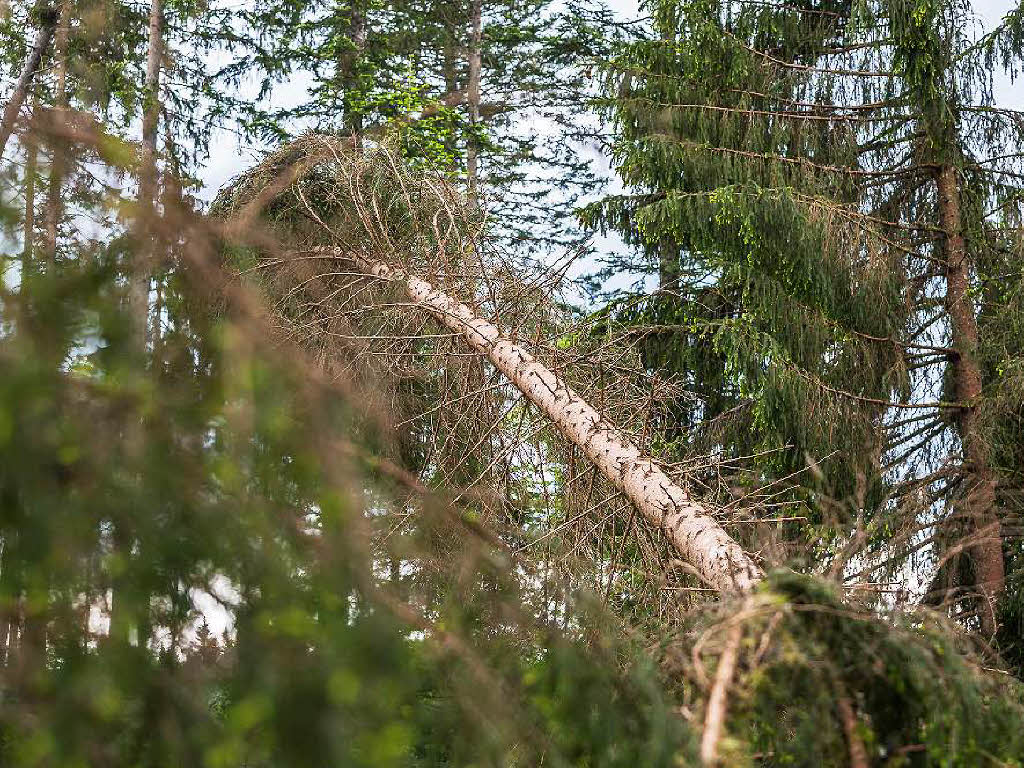 Bei Bonndorf hat der Tornado am 13. Mai 2015 seine gewaltigen Spuren im Wald hinterlassen.