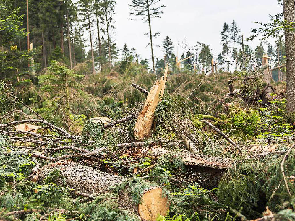 Bei Bonndorf hat der Tornado am 13. Mai 2015 seine gewaltigen Spuren im Wald hinterlassen.