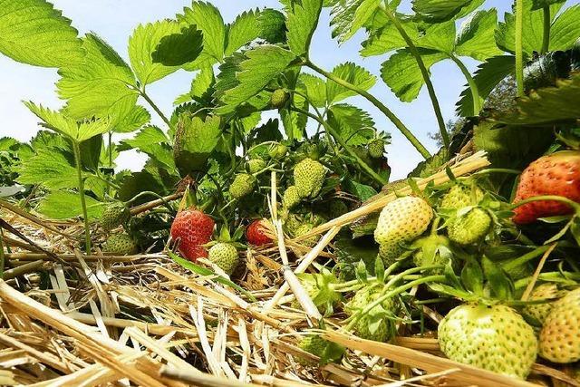 Nach Hagel: Erdbeer-Ernte um Freiburg knnte mau ausfallen