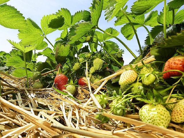 Damit die Erdbeeren optimal reifen, so...i Munzingen aus der Froschperspektive.  | Foto: Ingo Schneider