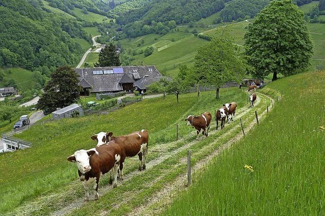 Ziegen und Khe teilen sich die Weiden