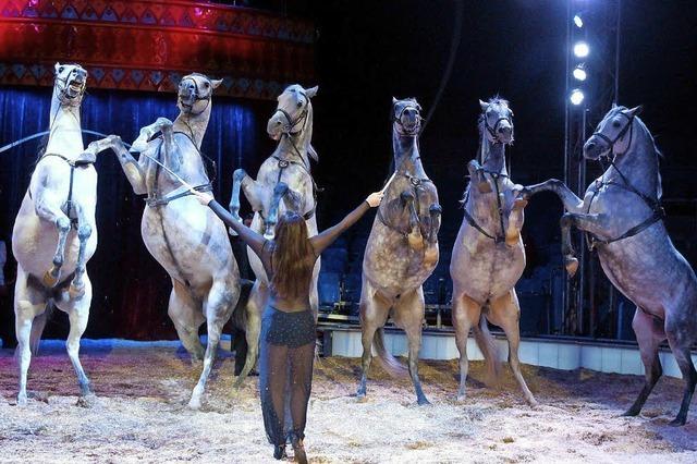 Circus Carl Busch gastiert mit Tieren, Clowns und Akrobaten in Kehl