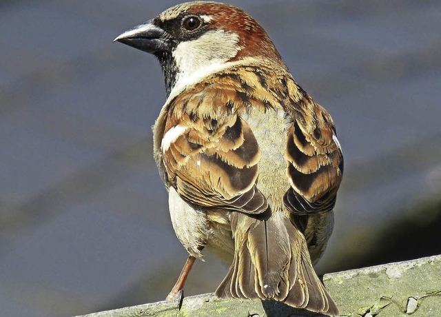 387 Sperlinge wurden am Aktionswochene...211; das macht ihn zum Spitzenreiter.   | Foto: Andreas Braum