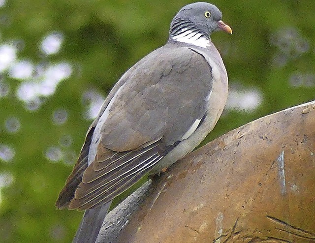 Die Ringeltaube ist mit 81 Zhlern von Platz 14 auf Platz acht aufgerckt.  | Foto: Andreas Braun