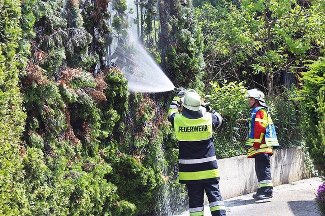 Zerstrt ist diese Hecke, die beim Unkraut-Abflmmen Feuer gefangen hatte.  | Foto: Feuerwehr Herbolzheim