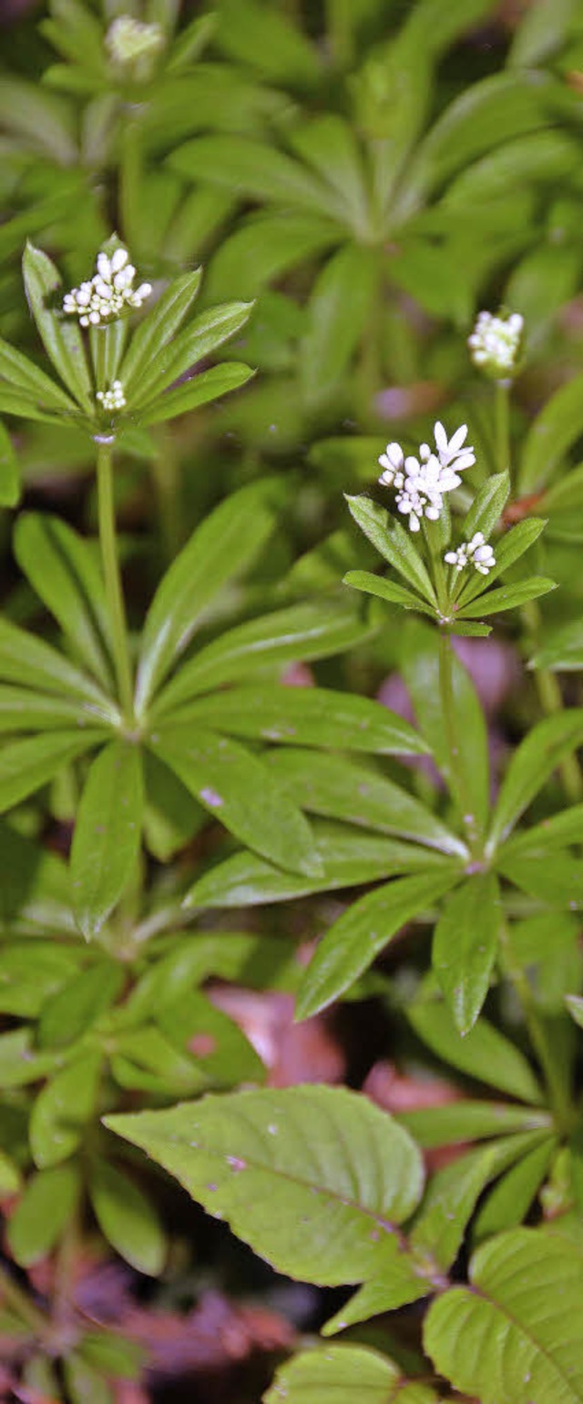 Der Waldmeister   | Foto: G. Zink