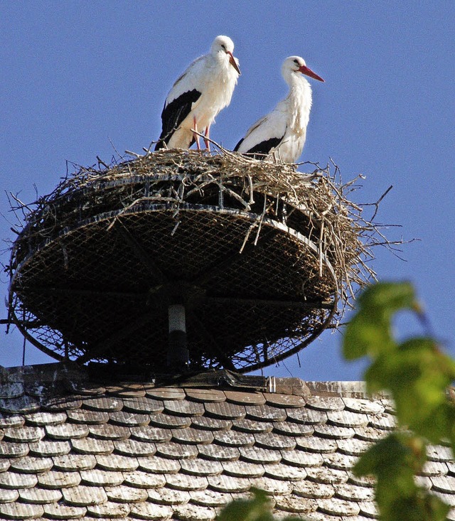 Im Horst auf dem Dach der evangelische...ederkleid des Altvogels hervorschaut.   | Foto: Frank Kiefer/Privat