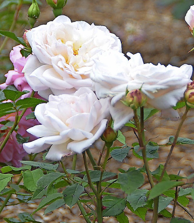 Im Rosengarten blht es bereits.  | Foto: Ulrich Senf