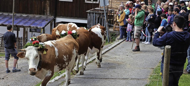 Viehauftrieb: Teils geschmckt durften...rweide hinauf nach nach Ungendwieden.   | Foto: Anja Bertsch