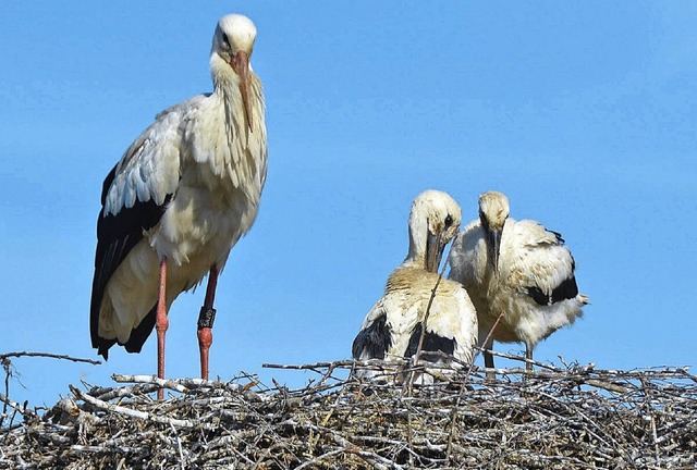 Bald sind sie flgge, die Holzener Jungstrche  | Foto: Markus Maier