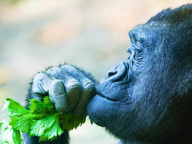 Affen whlen ihr Futter auch nach Gesundheitsaspekten aus  | Foto: EvanTravels - Fotolia