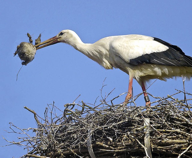 Auch das ist Natur: Zufllig mit der K... toten Jungstorch aus dem Nest wirft.   | Foto: Wolfgang Hoffmann