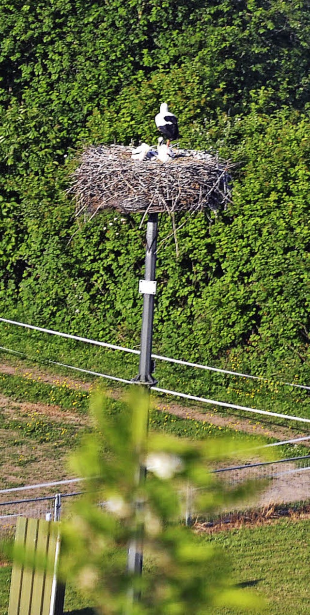 Unbeschadet   haben Jungstrche in Eic...jngsten Wetterkapriolen berstanden.   | Foto: GUSTAV RINKLIN