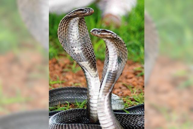 Giftige Kobra spuckt Mann an und verletzt ihn am Auge