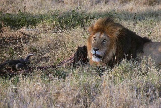 Fotos: Auf Safari in der Serengeti