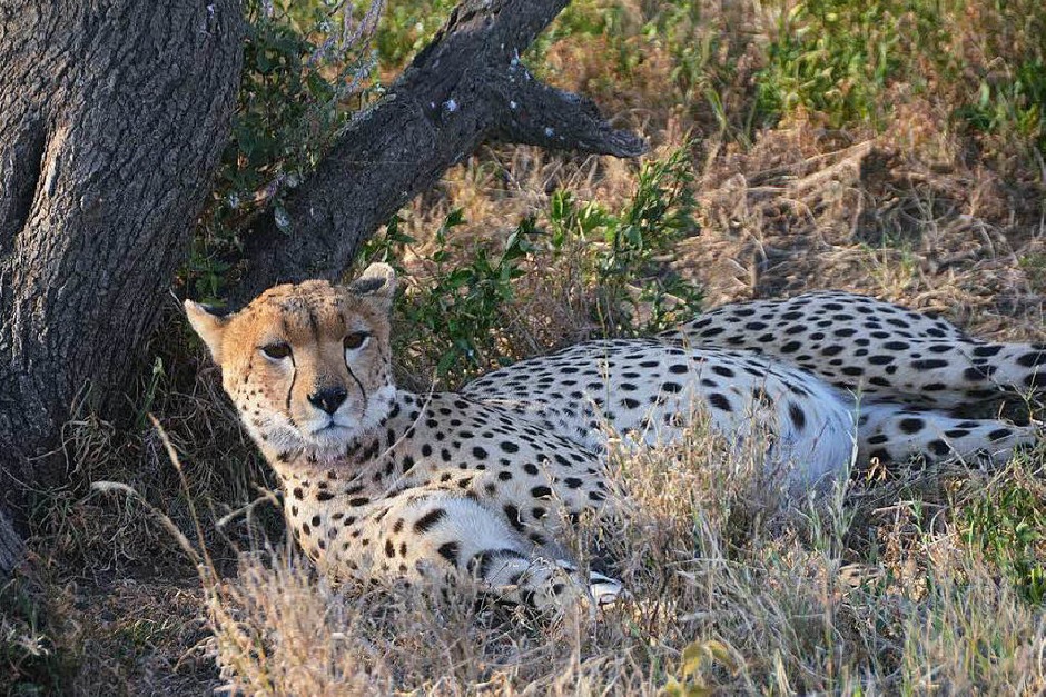 Die Serengeti gehört zum Unesco-Weltnaturerbe. Die Massai waren es, die die Savanne einst „Serengetu“, die endlose Ebene, nannten. (Foto: Susanne Ehmann) Die Serengeti gehört zum Unesco-Weltnaturerbe. Die Massai waren es, die die Savanne einst „Serengetu“, die endlose Ebene, nannten. (Foto: Susanne Ehmann)