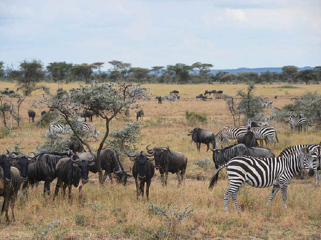 Die Serengeti gehrt zum Unesco-Weltnaturerbe. Die Massai waren es, die  die Savanne einst „Serengetu“,  die endlose Ebene, nannten.