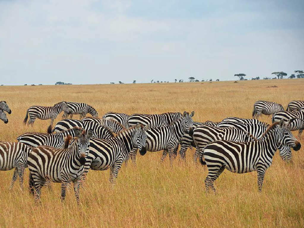 Die Serengeti gehrt zum Unesco-Weltnaturerbe. Die Massai waren es, die  die Savanne einst „Serengetu“,  die endlose Ebene, nannten.