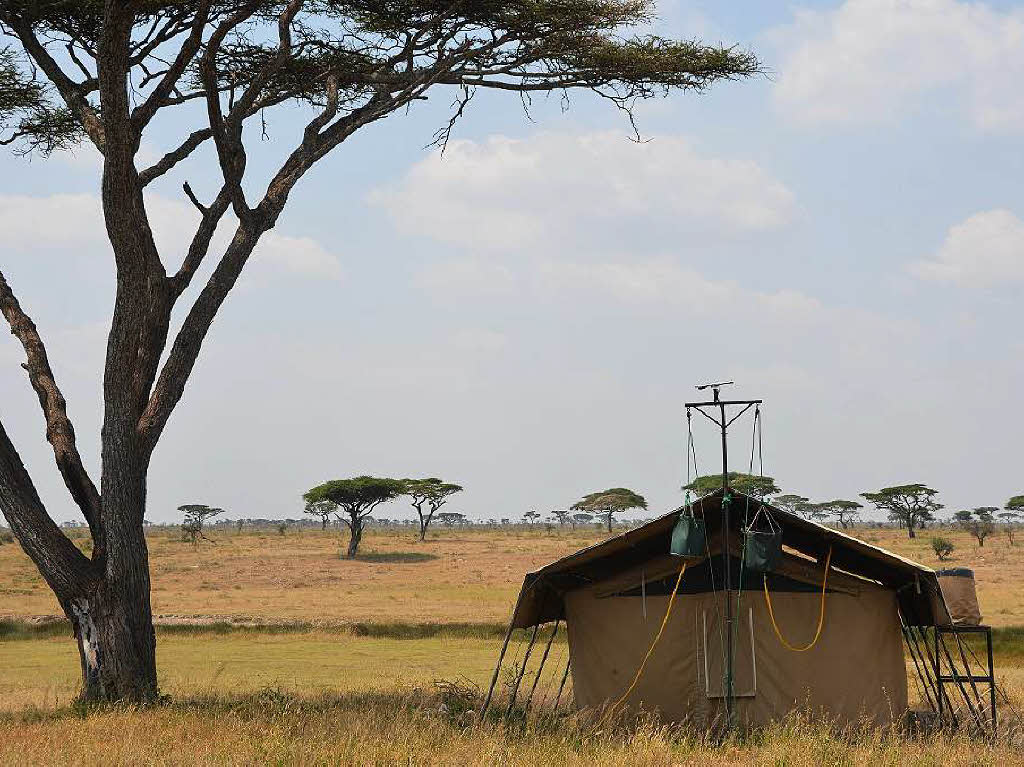 Die Serengeti gehrt zum Unesco-Weltnaturerbe. Die Massai waren es, die  die Savanne einst „Serengetu“, die endlose Ebene, nannten.