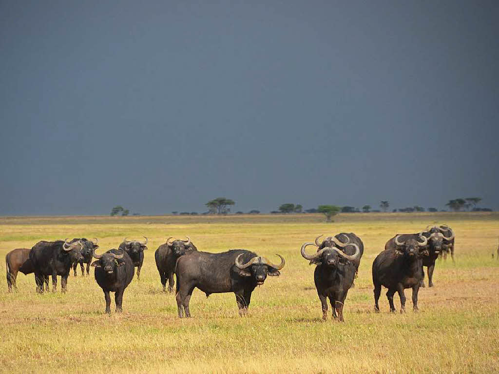 Die Serengeti gehrt zum Unesco-Weltnaturerbe. Die Massai waren es, die  die Savanne einst „Serengetu“, die endlose Ebene, nannten.