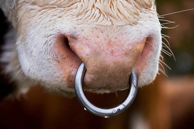 Ein Bulle wird in Denzlingen gesucht.  | Foto: Ute Maier