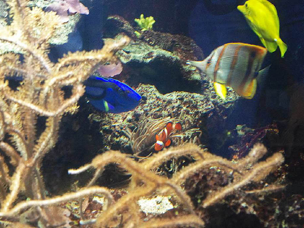 Clown- und Doktorfische – die halbe Besetzung des Films „Findet Nemo“ Clown- und Doktorfische – die halbe Besetzung des Films „Findet Nemo“