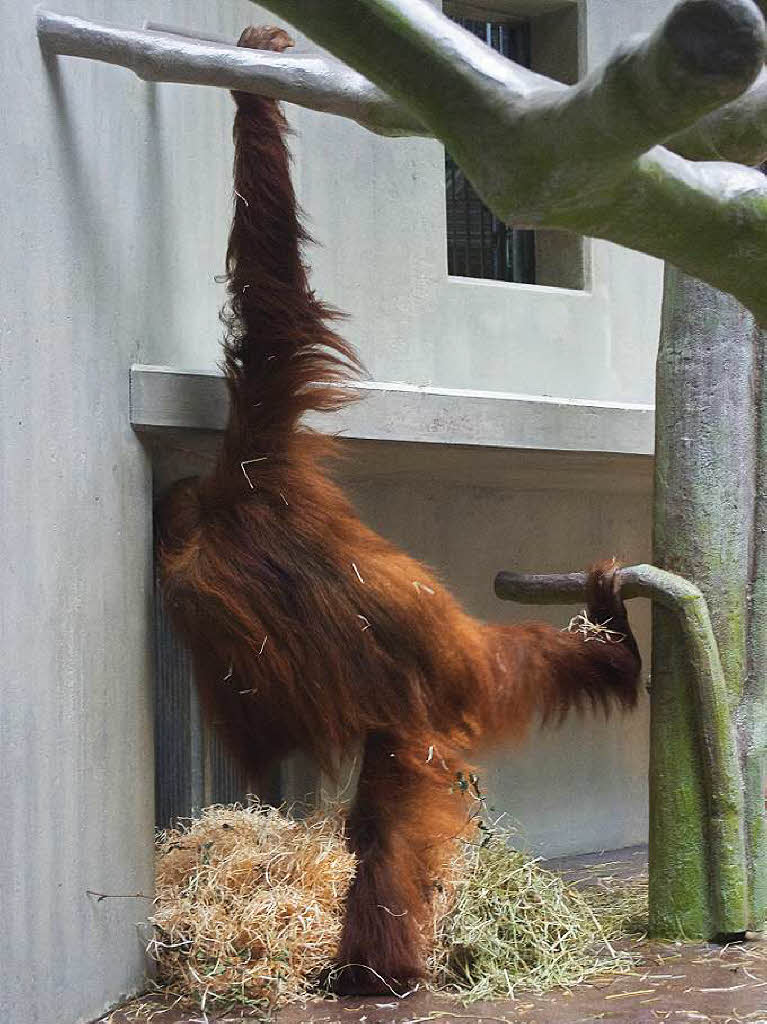 ...noch mehr Orang Utans … ...noch mehr Orang Utans …