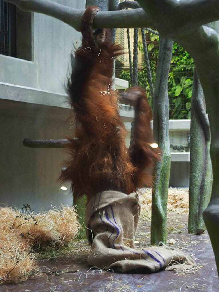 ...noch mehr Orang Utans … ...noch mehr Orang Utans …