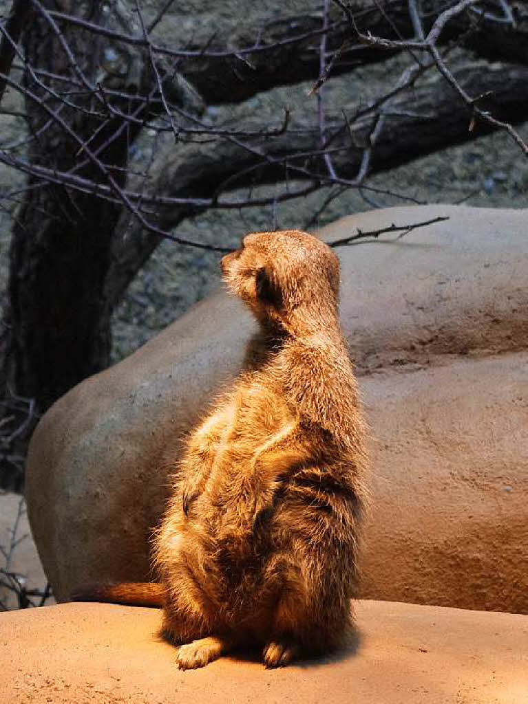 ...Erdmännchen... ...Erdmännchen...