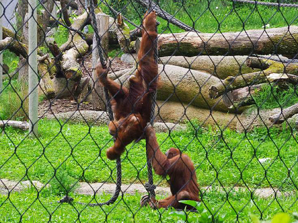 ...Orang Utans.... ...Orang Utans....