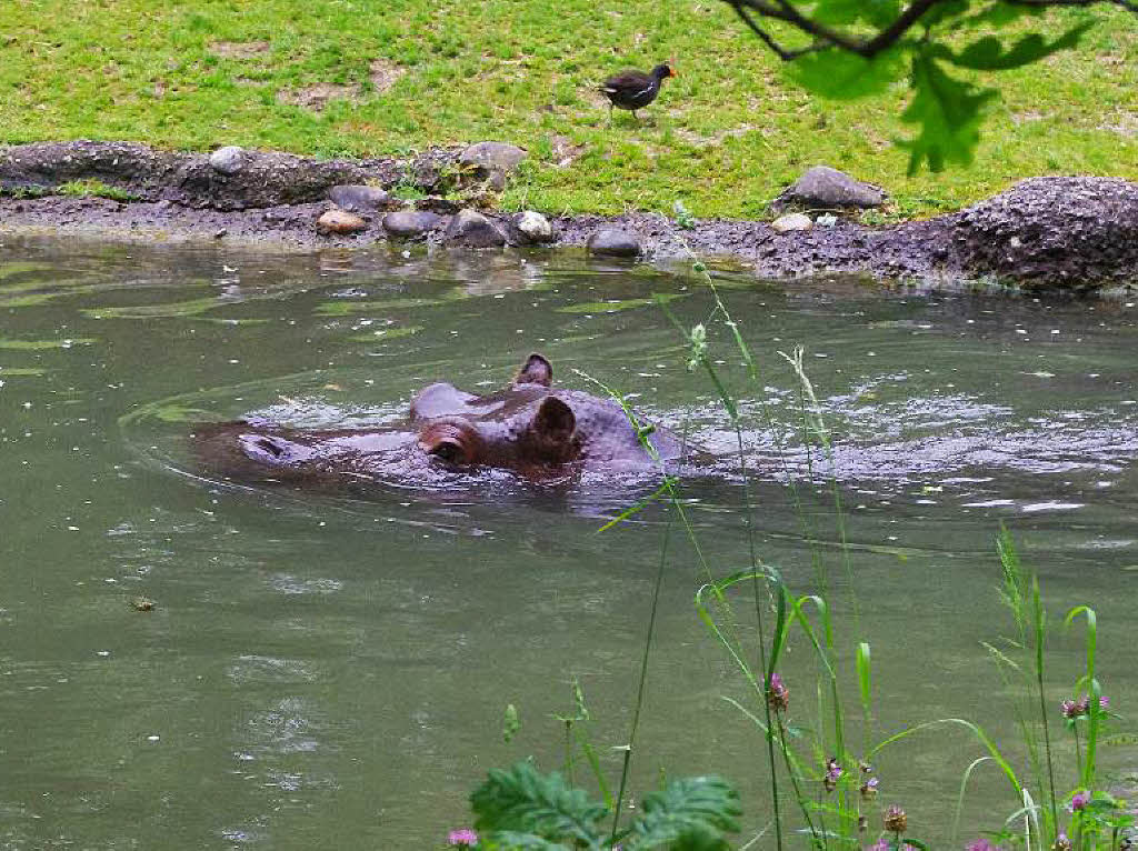 Anschließend gab es noch haufenweise Tiere im Zoo zu sehen: Flusspferde... Anschließend gab es noch haufenweise Tiere im Zoo zu sehen: Flusspferde...