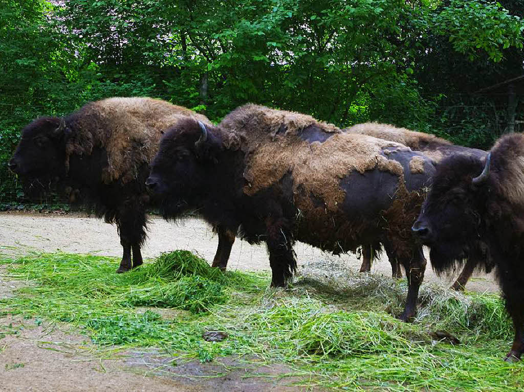 ...noch mehr Bisons.... ...noch mehr Bisons....