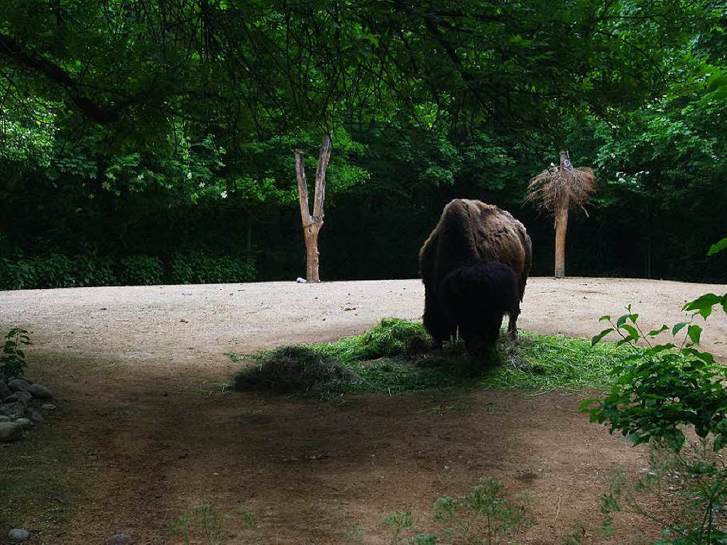 ...Bisons... ...Bisons...