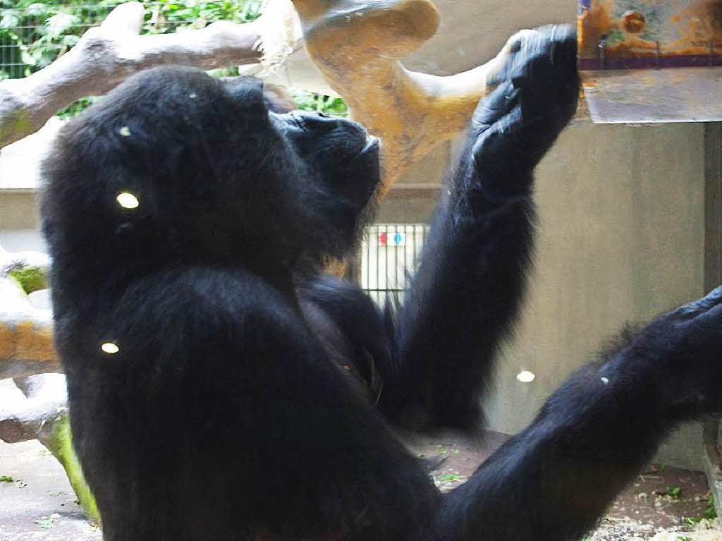 …Gorillas... …Gorillas...