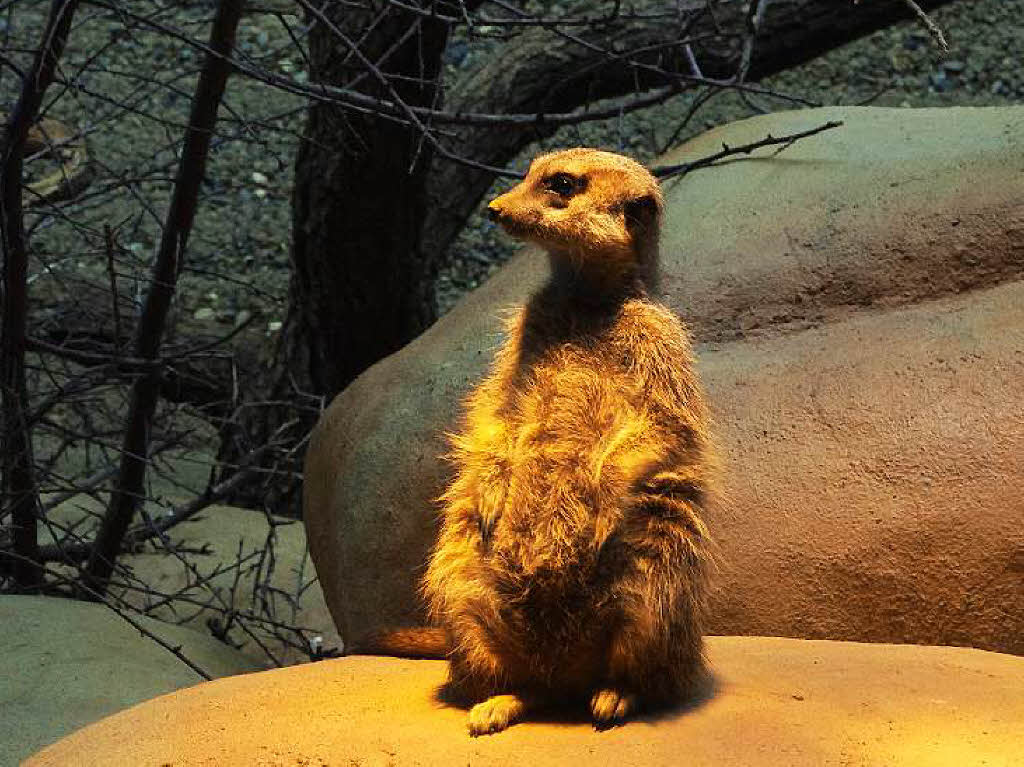 ...Erdmännchen... ...Erdmännchen...