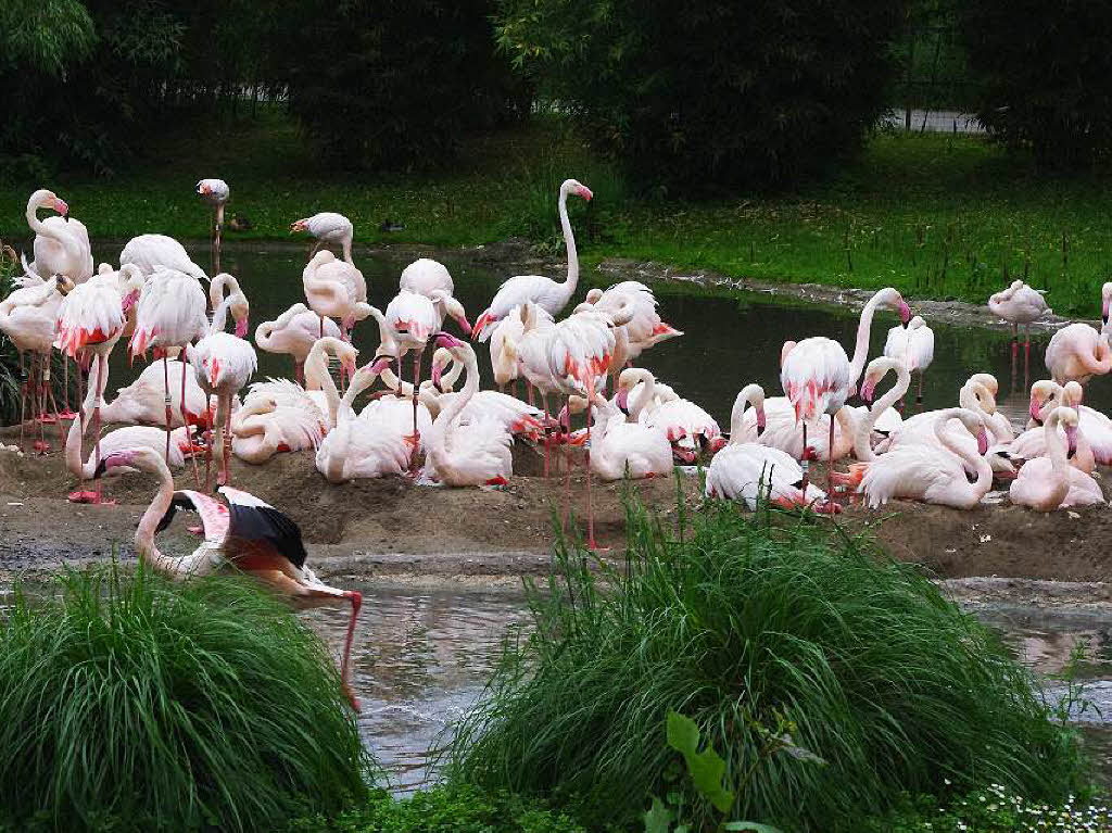 ...Flamingos... ...Flamingos...