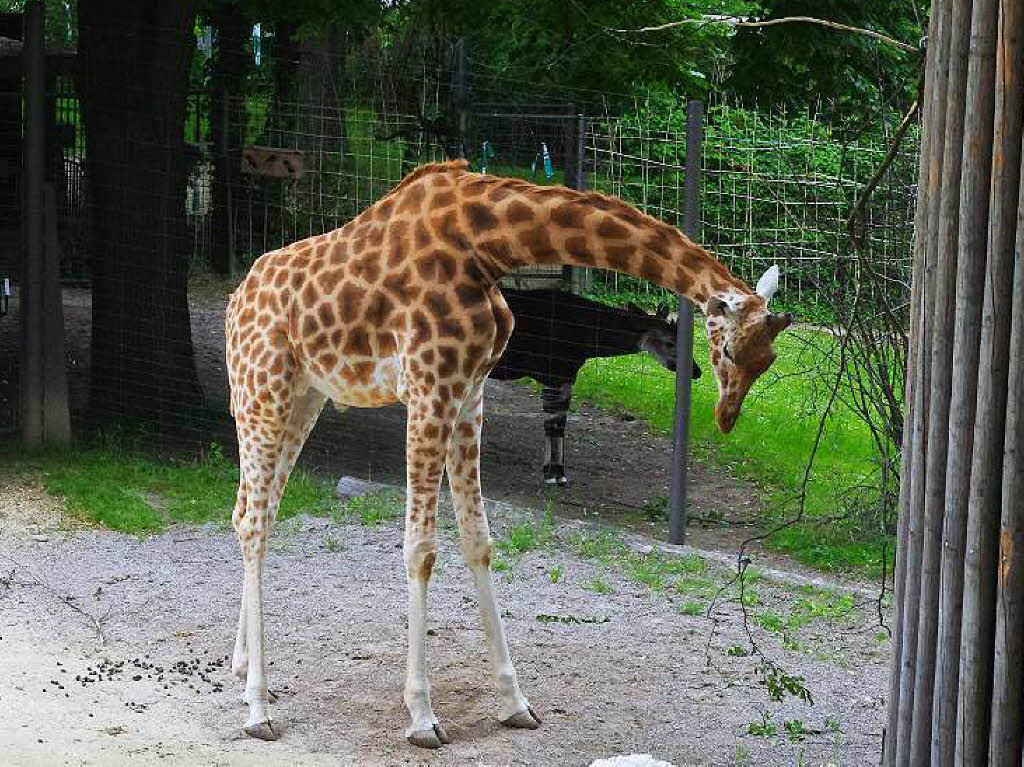 ...Giraffen... ...Giraffen...