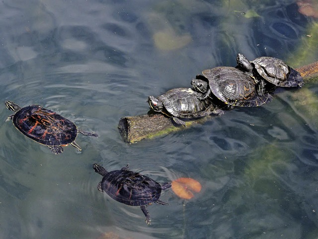 <BZ-LZW18>Im Pool mit Wasserschildkrt...11; besser respektvoll Abstand halten.  | Foto: Thomas Kunz