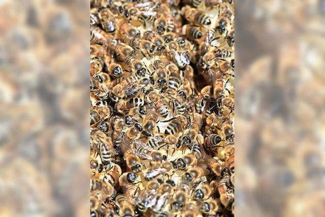 Amerikanische Faulbrut: Seuche bedroht Bienen bei Waldshut